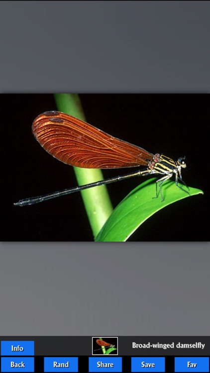 Insects Encyclopedia Pro screenshot-3