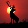 Deer Hunting Wallpaper and Background