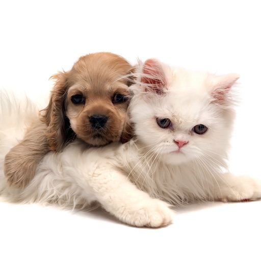 Cats And Dogs Collection icon