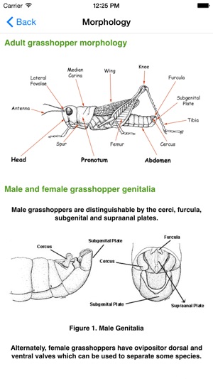 Grasshoppers of the Western US(圖3)-速報App