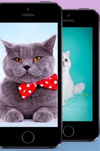 Cat Wallpapers, Themes & Backgrounds - Download Cute Cats HD Images FREE screenshot 2