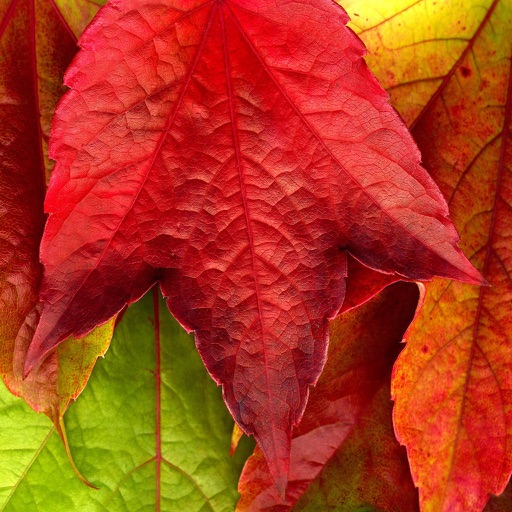 Autumn Wallpapers HD