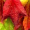 This application contains amazing wallpapers for the season of Autumn