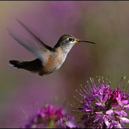 Hummingbirds Collection