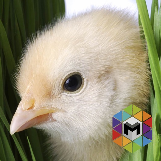 Chick Simulator Icon