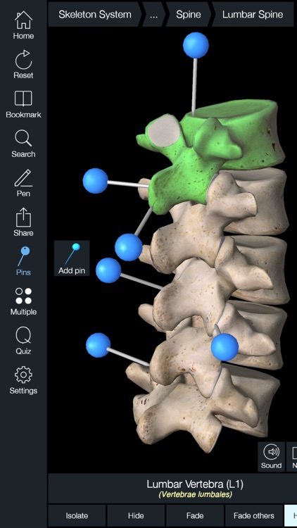 Essential Skeleton 4