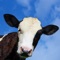 Crazy Cow Simulator - Free