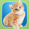 InstaKitty - A Funny Photo Booth Editor with Cute Kittens and Cool Cat Stickers for Your Pictures