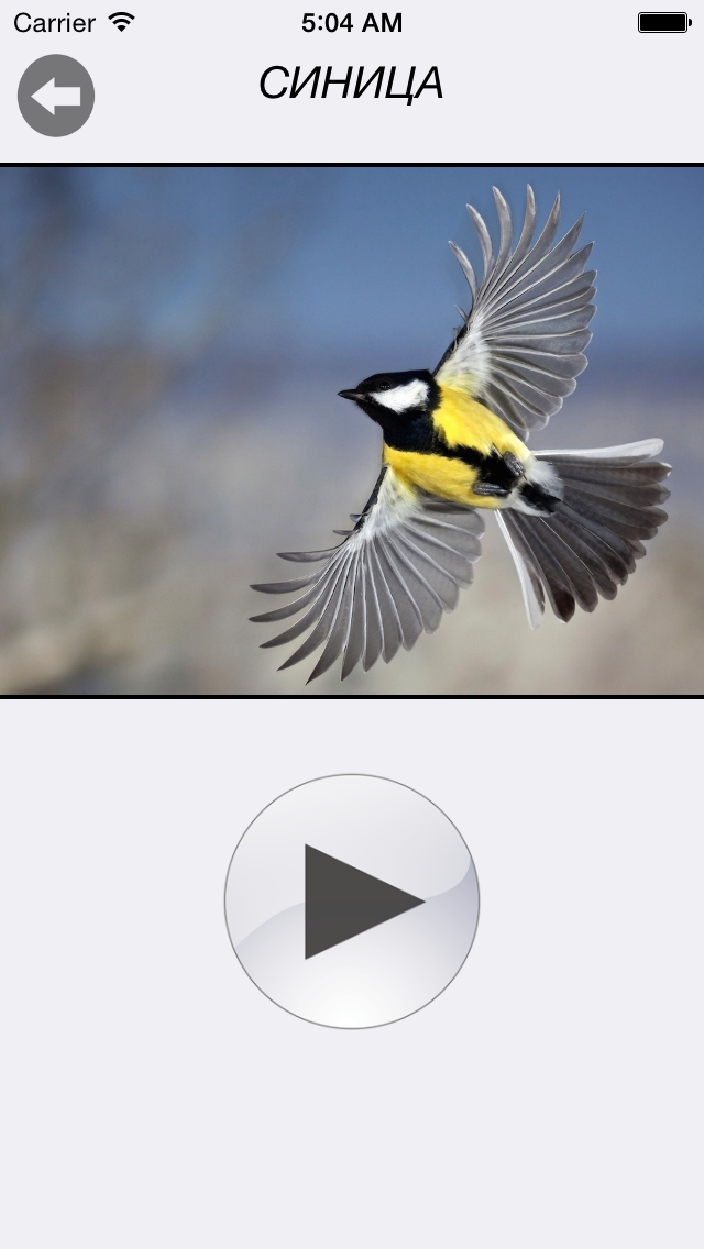 Птицы России - золотые голоса родной природы free version