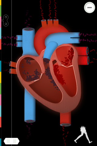 The Human Body Lite screenshot 2