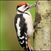 Woodpeckers Info