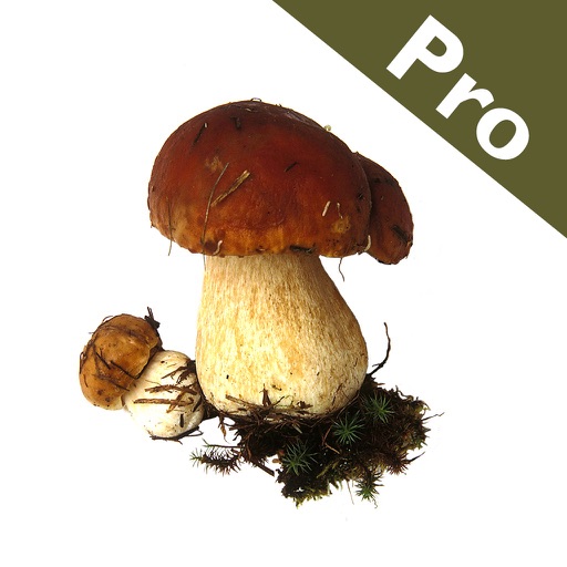 Rogers Mushrooms (Pro)