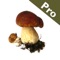 Roger’s Mushrooms is based upon the best selling works of Roger Phillips, author of Mushrooms, the worldwide best-selling mushroom and fungi book