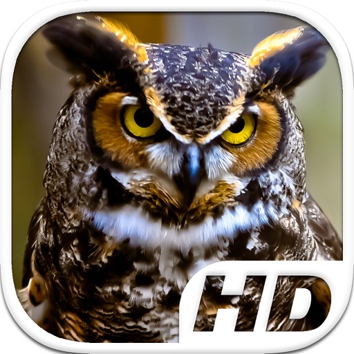 Great Horned Owl Simulator HD Animal Life icon
