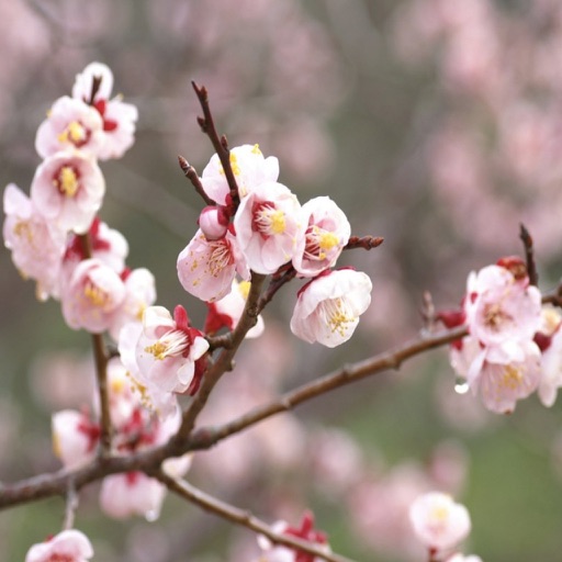 反梅花谱