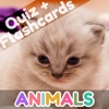 Toddler Animals: First Words Flashcards and Quiz for Preschool Kids