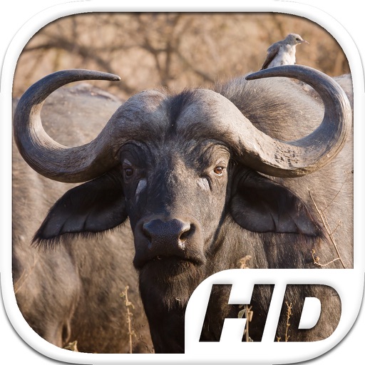 Buffalo Simulator HD Animal Life