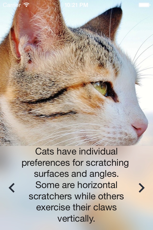 Cat News screenshot 4
