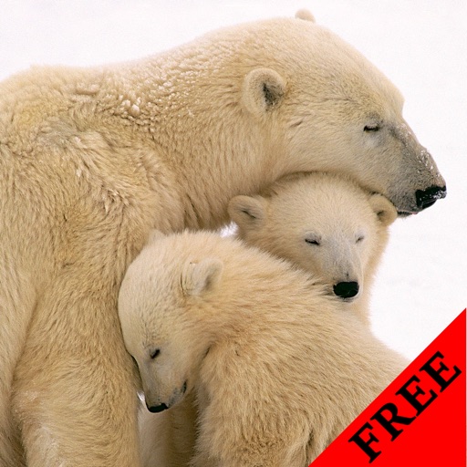 Polar Bear Photo Galleries FREE icon