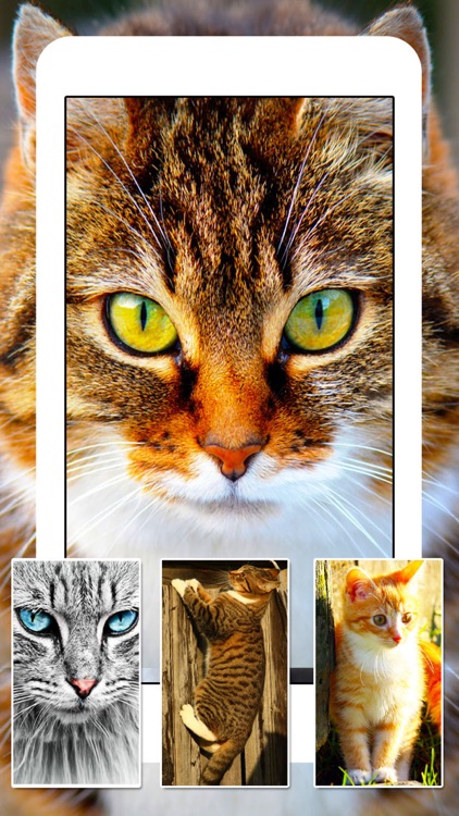 Cats & Kittens Wallpapers - Cute Animal Backgrounds and Cat Images screenshot-4