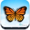 "Indian Butterflies" app is an official butterfly application created by TheNatureWeb