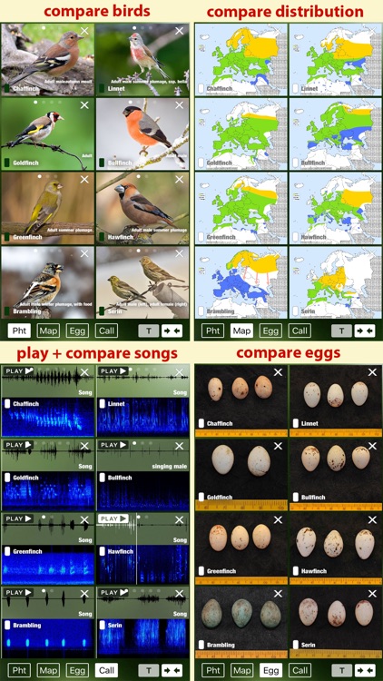 Birds of Germany - a field guide to identify the bird species native to Germany