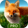 Wild Forest Hunt Pro