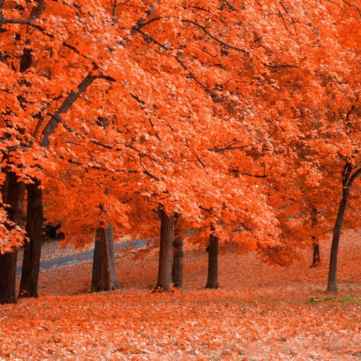 Fall Wallpapers - Beautiful Collections Of Fall Wallpapers icon