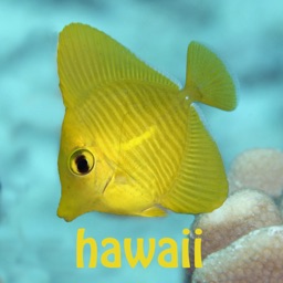 SnorkelFish Hawaii