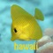 Designed especially for snorkelers, this app covers the basic shallow-water reef fish found down to about 15 ft