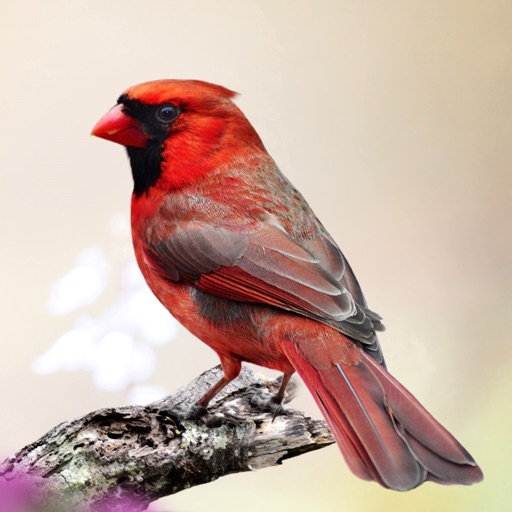 Cardinal Sounds Icon