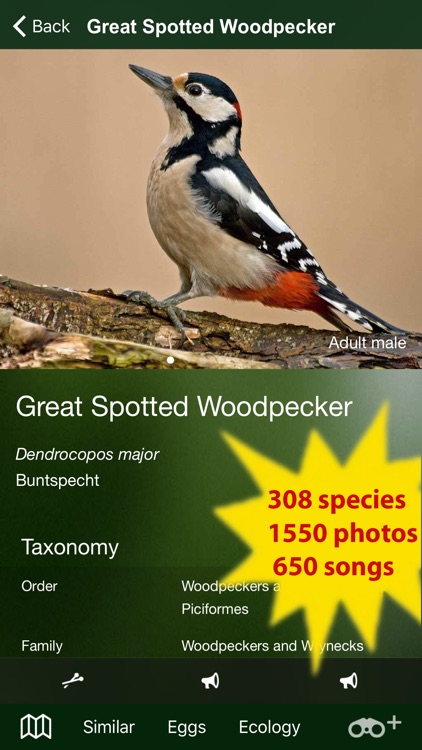 Birds of Germany - a field guide to identify the bird species native to Germany