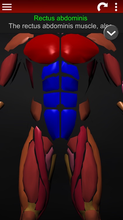 Muscular System 3D (anatomy)