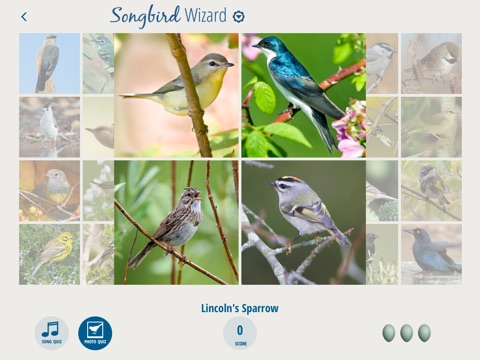 A Chorus of Songbirds screenshot 3