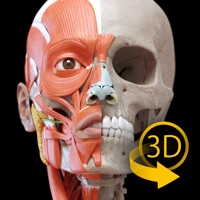 筋肉系 - 解剖学3Dアトラス - 人体の骨格と筋肉 - 3D Atlas of Anatomy