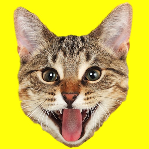 Kitty Cat Tap Icon