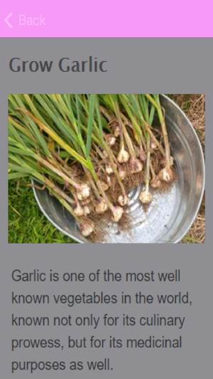 How To Grow Garlic