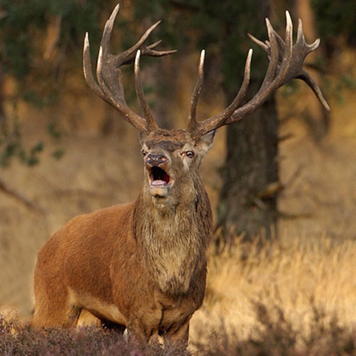 Deer Slayer Hunting Adventure Pro iOS App