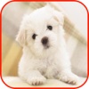 Cute Dogs Puppies Wallpapers, Dog Puzzles & Dog Training