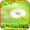 Dandelion Wallpaper & Background