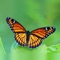 Match Insects is a highly recommended memory matching game which adds a delightful twist plus multiple game modes to this simple but enjoyable game