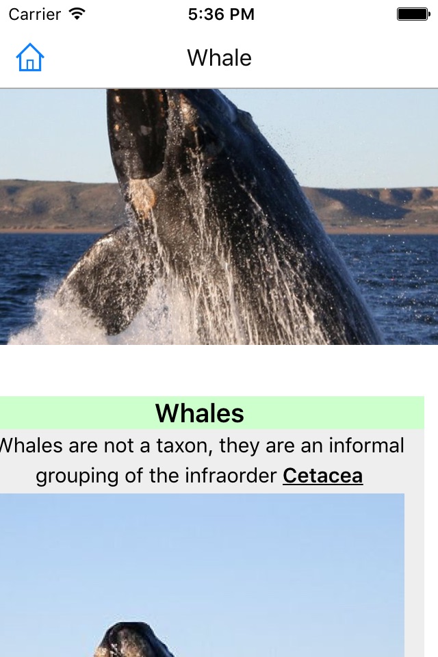CHI Encyclopedia of Whales screenshot 2