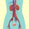 Medical Terminology helps both students and teachers get a command of basic urinary system medical terms in a fun and easy way