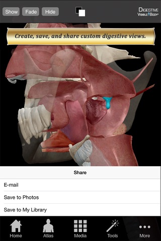 Digestive Anatomy Atlas 6 for Springer screenshot 3