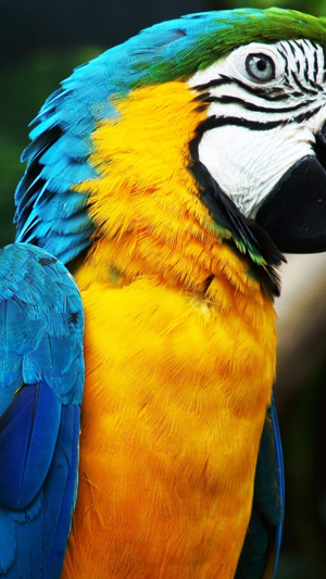 Animals & Birds HD Wallpaper - Great Collection(圖3)-速報App