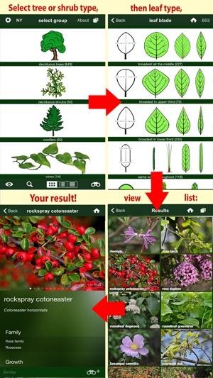 Tree Id USA - identify over 1000 of America's native species(圖3)-速報App