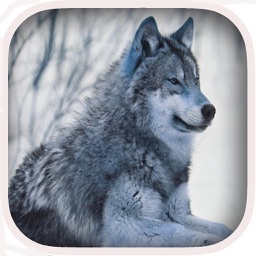 Wolf Hunter Challenge 2016