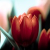 Tulip Wallpapers HD: Quotes Backgrounds with Art Pictures