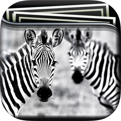 Zebra Gallery HD Wallpaper , Animal Theme and Background icon