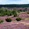 Lüneburger-Heide Land